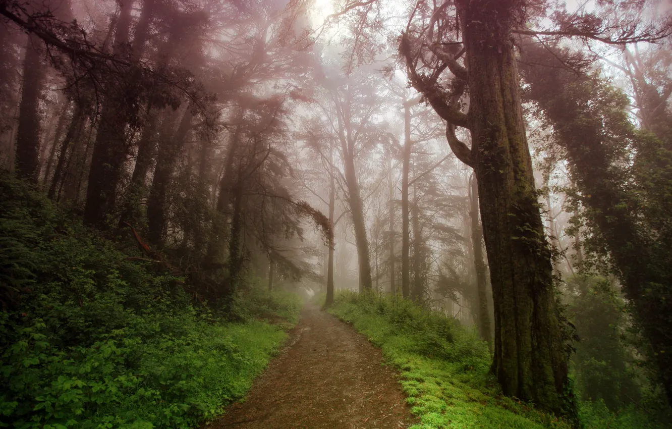 Фото обои дорога, горы, природа, туман