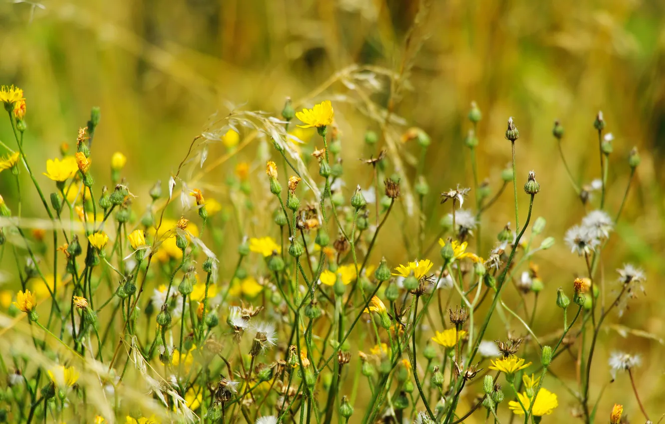 Фото обои flower, yellow, meadow