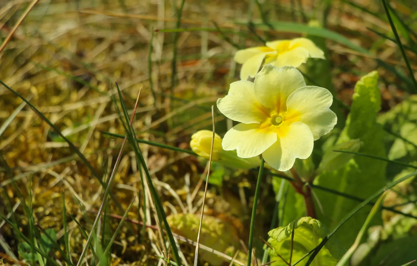 Фото обои flower, yellow, spring, blooming