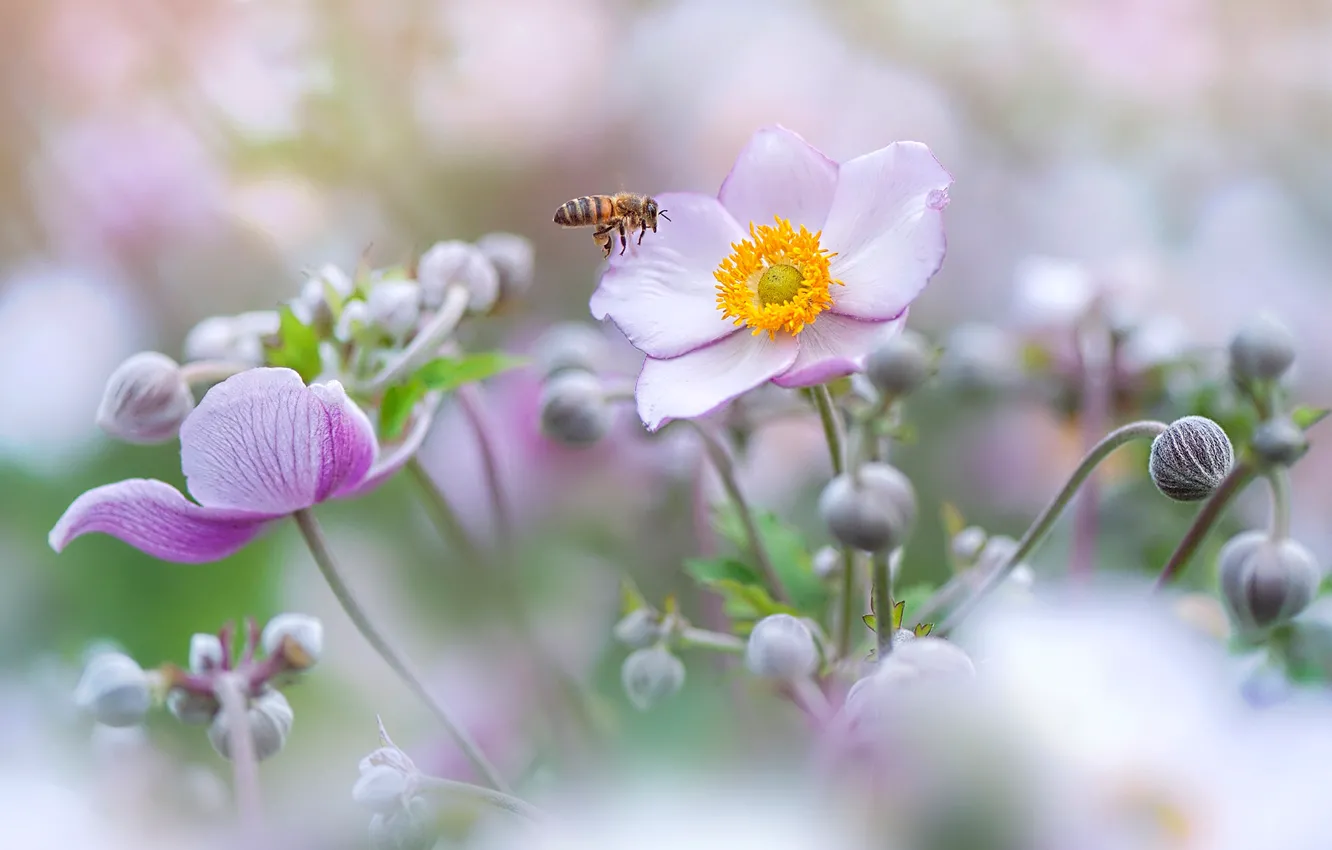 Фото обои лето, макро, цветы, пчела, фон, размытие, насекомое, розовые