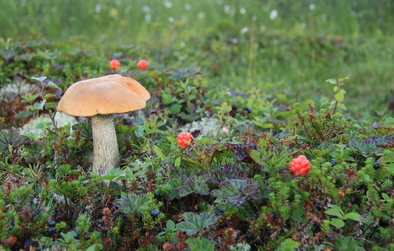 Фото обои гриб, морошка, сопка, Подосиновик