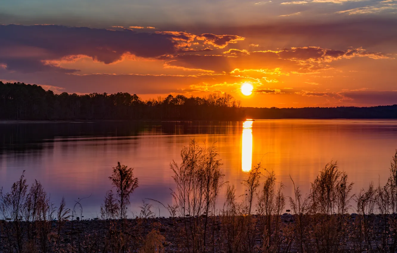 Фото обои солнце, закат, берег, растение, водоем