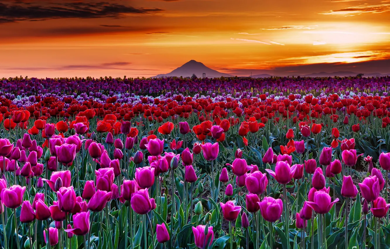 Фото обои закат, природа, тюльпаны