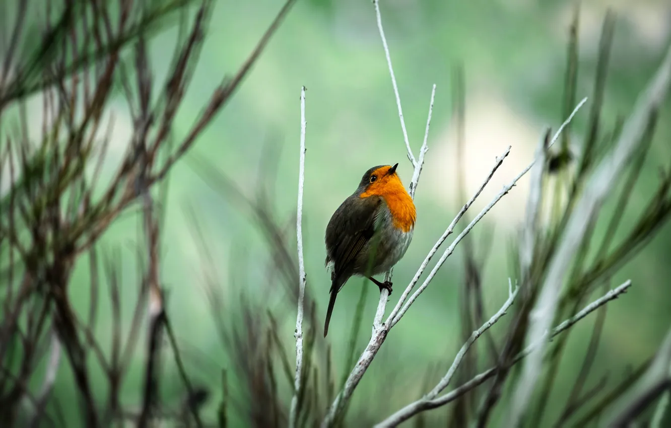 Фото обои ветки, птица, bird, кустарник, robin, bush, зарянка, erithacus rubecula