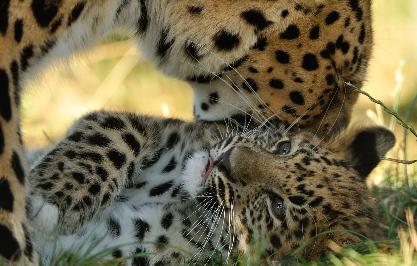 Фото обои хищники, детёныш, котёнок, материнство, амурский леопард, © Anne-Marie Kalus