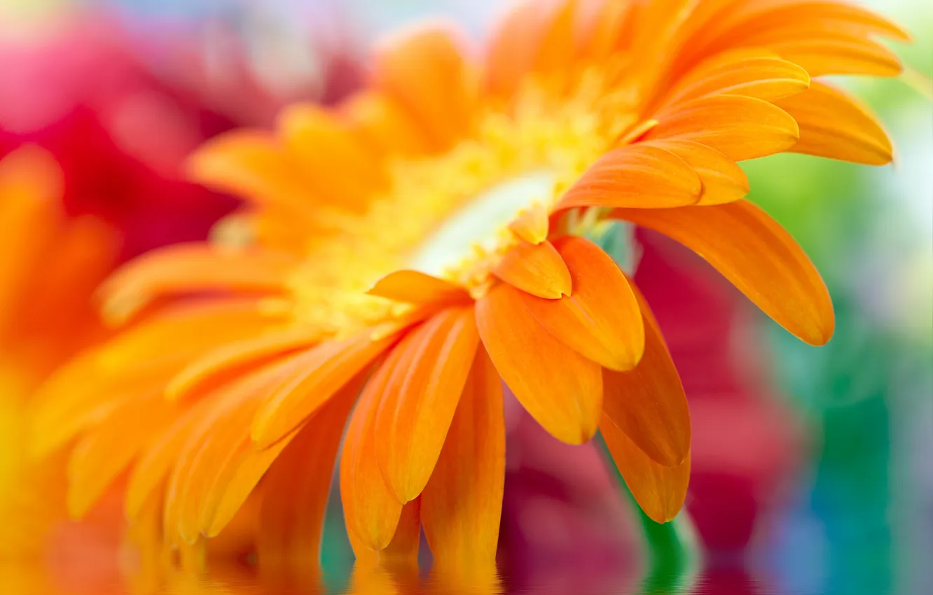 Фото обои макро, желтый, yellow, красивый, beautiful, Close Up, daisy-gerbera, ромашка-гербера