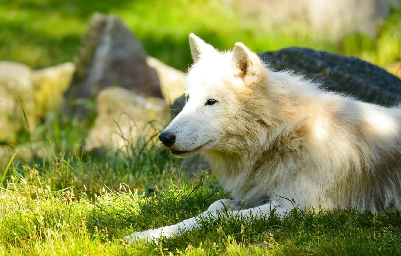 Фото обои лето, морда, отдых, хищник, лежит, профиль, белый волк