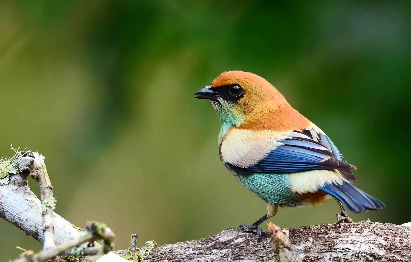 Фото обои взгляд, птичка, Blue, Black, White, оперение, Bird, Brown