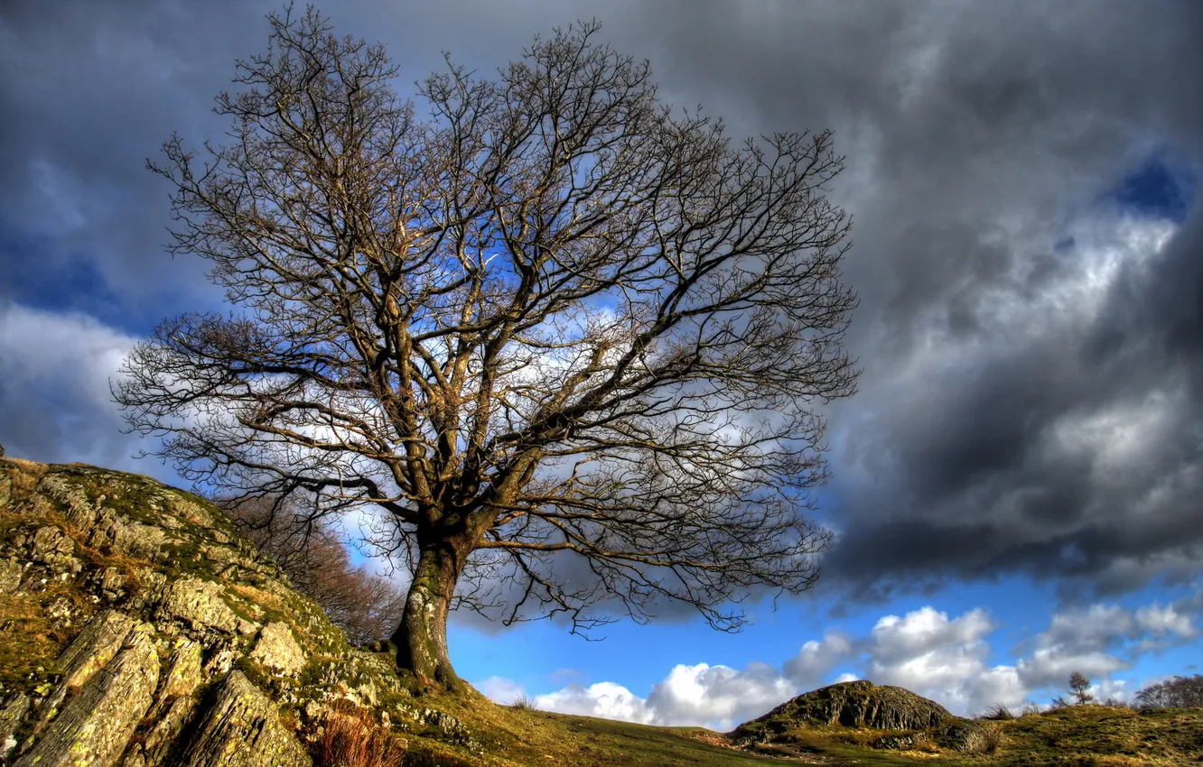 Фото обои небо, деревья, природа