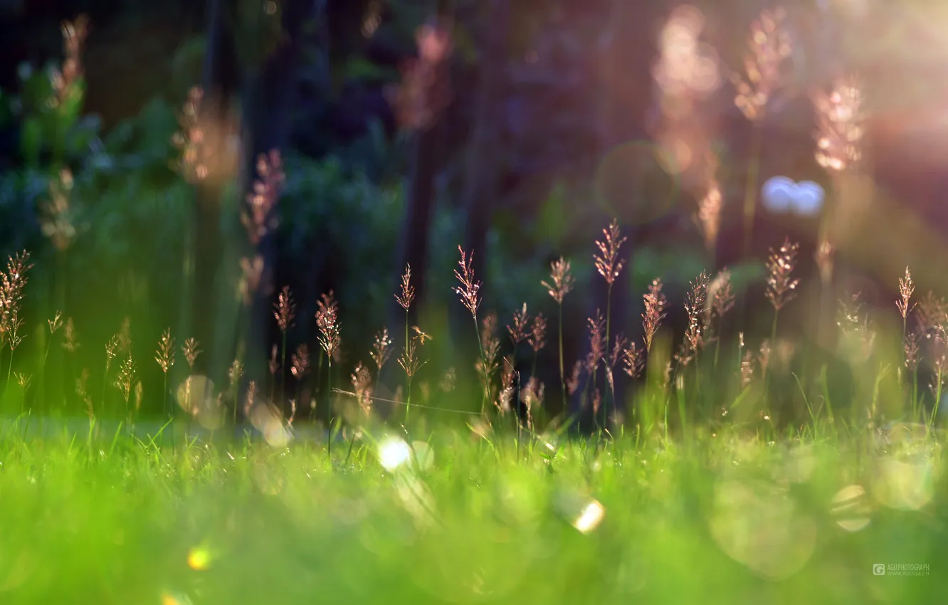 Фото обои grass, sunshine, Green, Spring