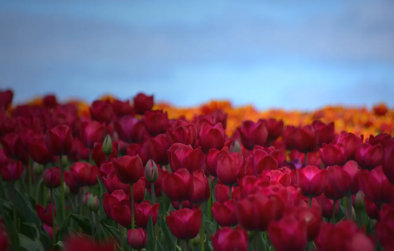 Фото обои поле, небо, лепестки, тюльпаны