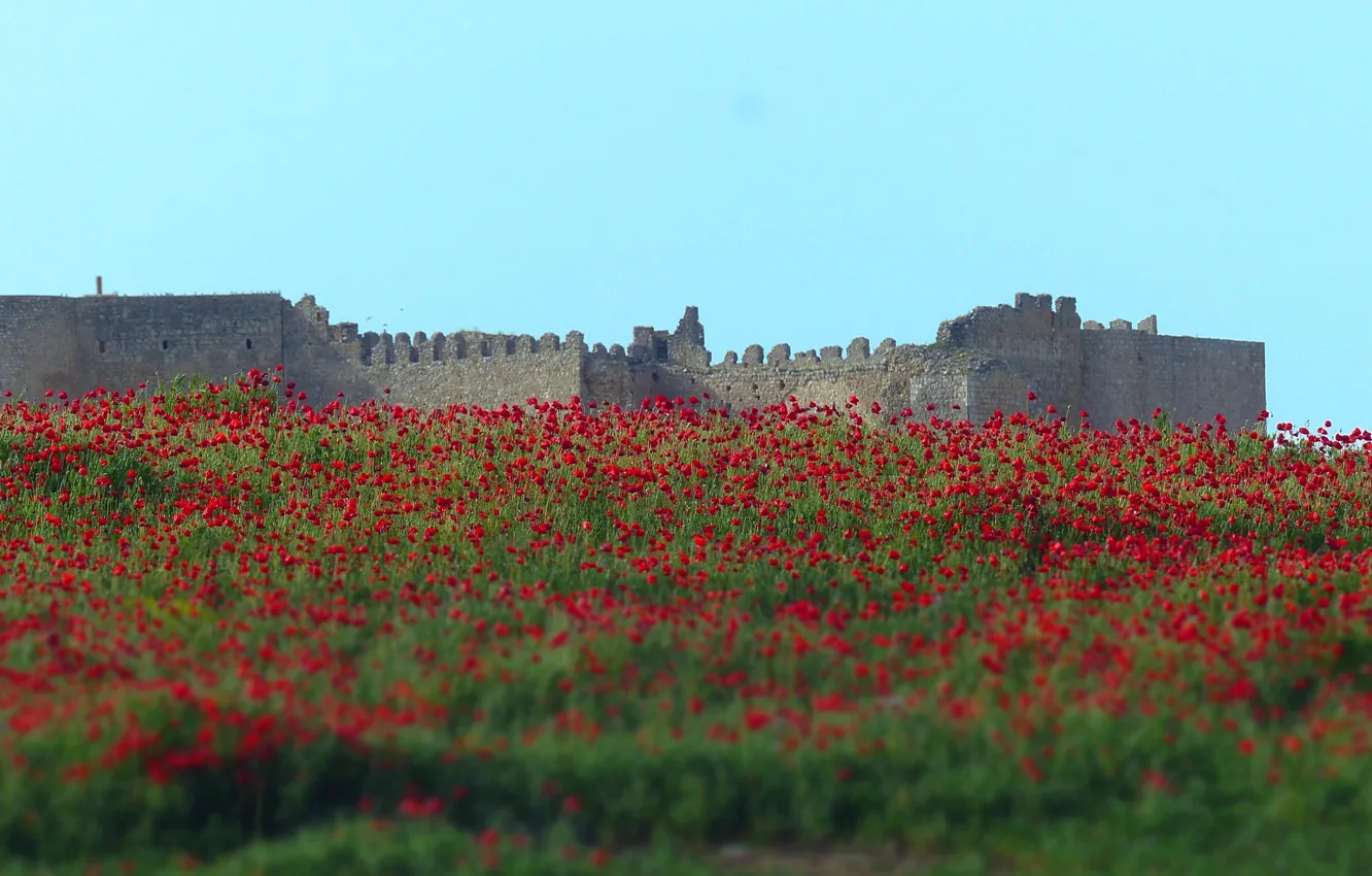 Фото обои flowers, castle, poppies