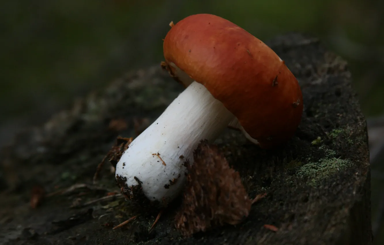 Фото обои лес, макро, фон, обои, грибы, гриб, пень, прогулка