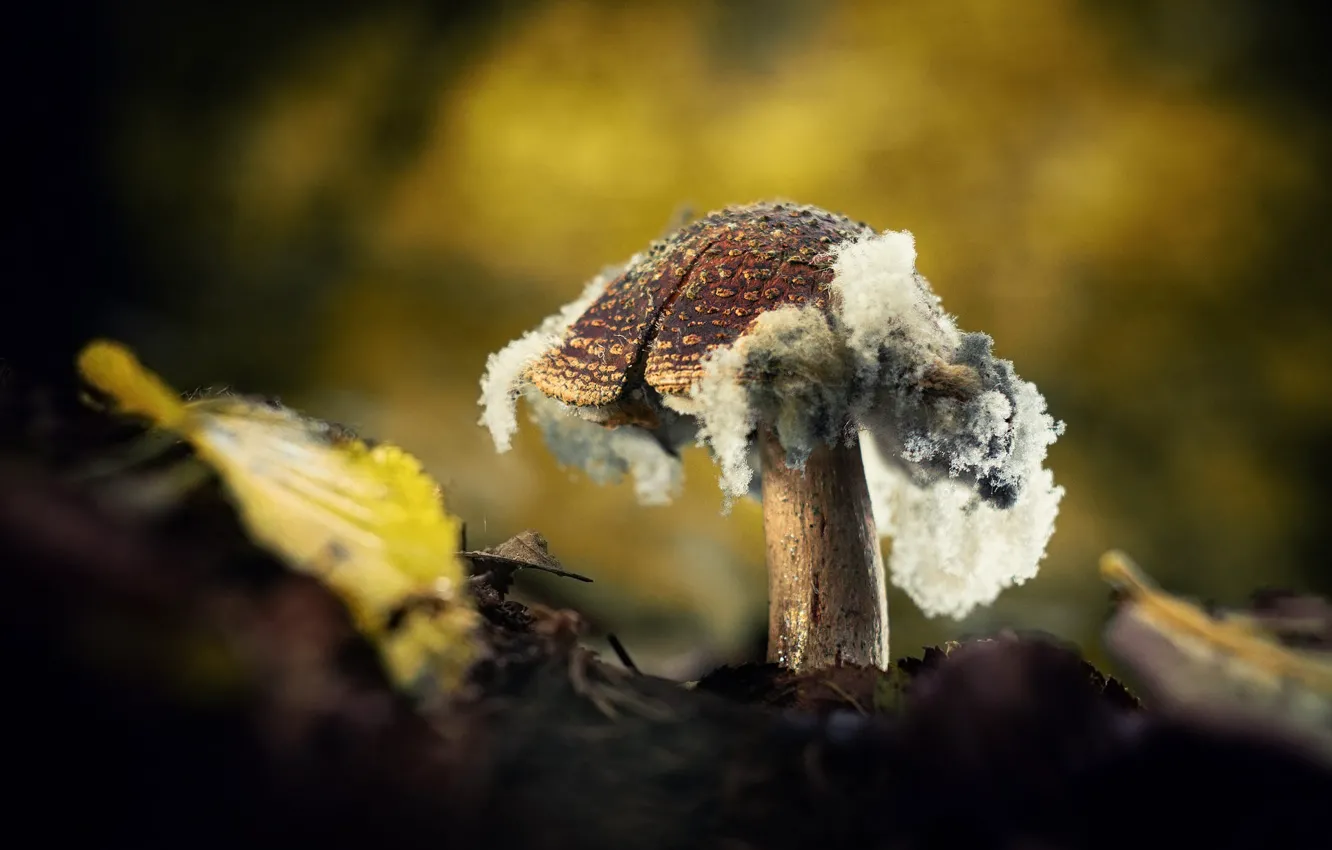 Фото обои осень, природа, гриб, листок, мухомор, боке, плесень