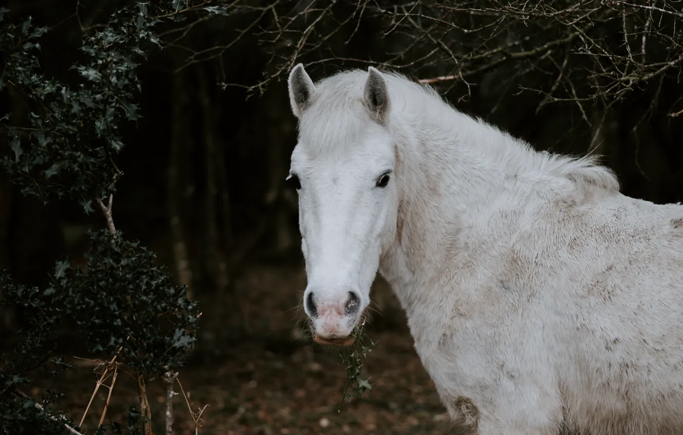 Фото обои лес, белый, морда, темный фон, конь, лошадь, портрет