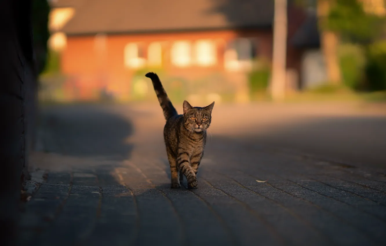 Фото обои дорога, кошка, кот, дом, серый, улица, плитка, хвост