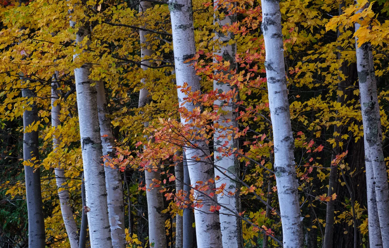 Фото обои осень, лес, листья, деревья, ветки, стволы, клёны