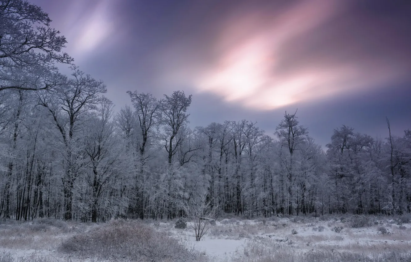 Фото обои зима, лес, снег, природа