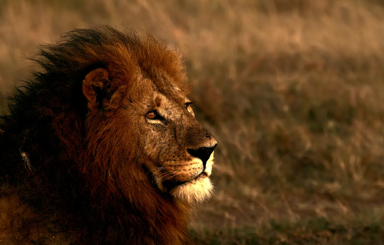 Фото обои lion, look, pride