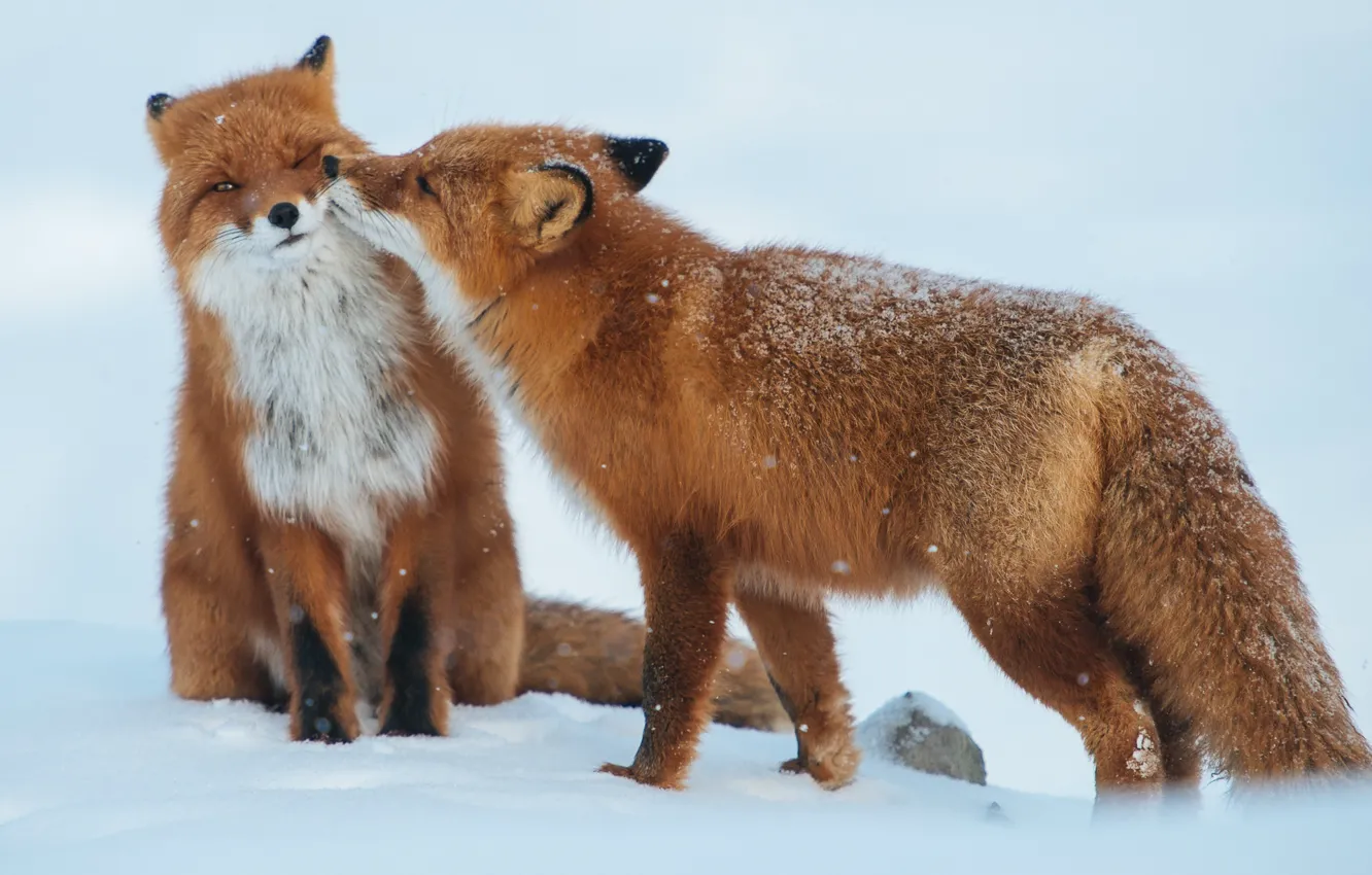 Фото обои зима, снег, хищники, пара, лисы