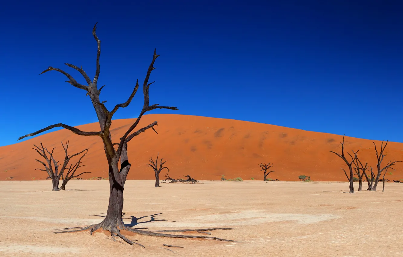 Фото обои песок, небо, деревья, пустыня