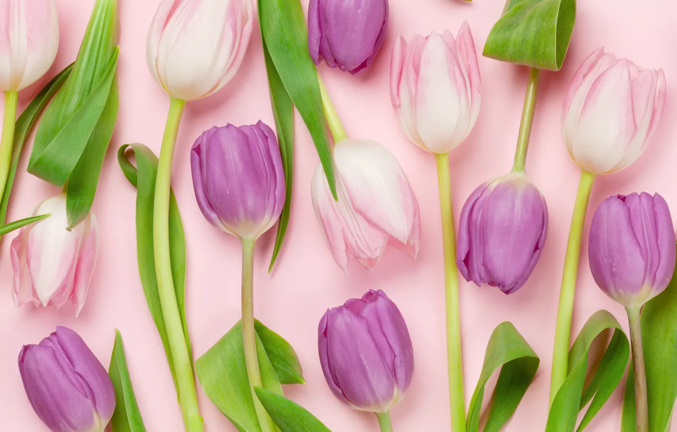 Фото обои цветы, букет, тюльпаны, розовый фон, pink, flowers, background, tulips