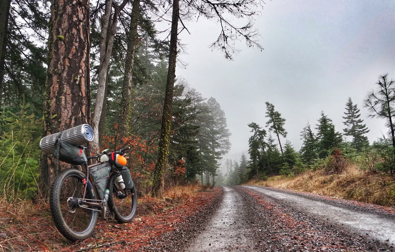 Фото обои дорога, лес, природа, велосипед, туман, bike, привал