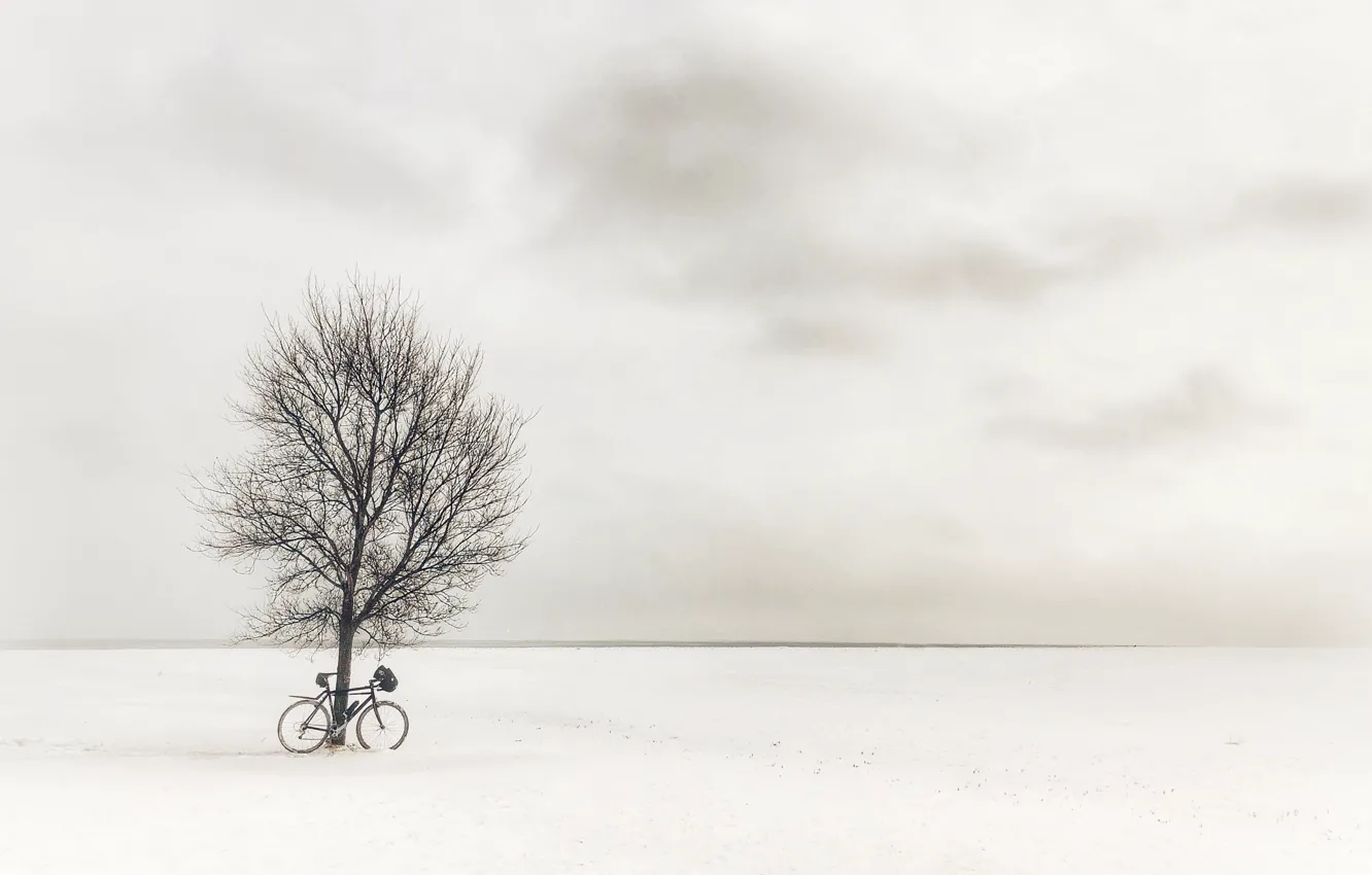 Фото обои поле, велосипед, дерево