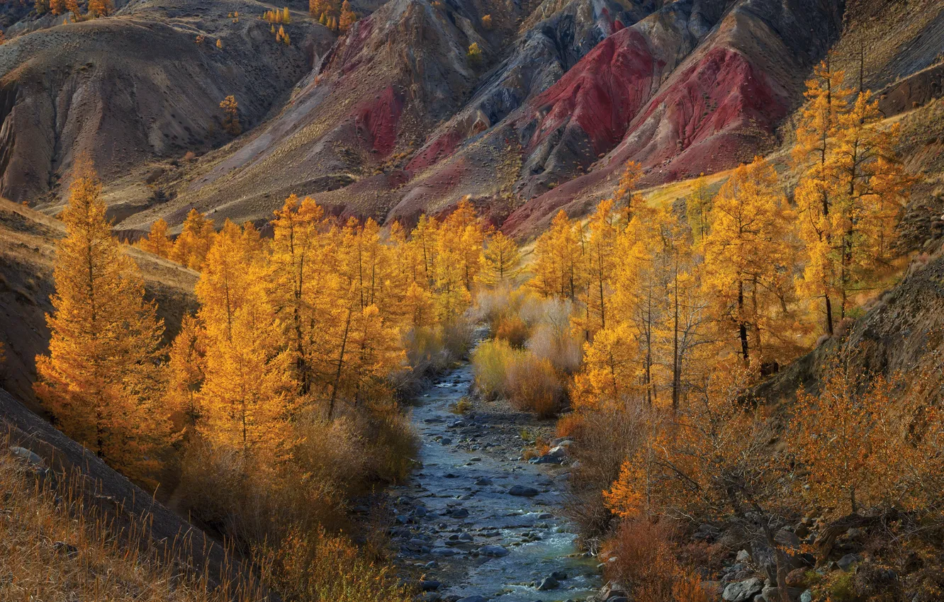 Фото обои осень, пейзаж, горы, природа, река, Алтай, Владимир Рябков, Кызыл-Чин