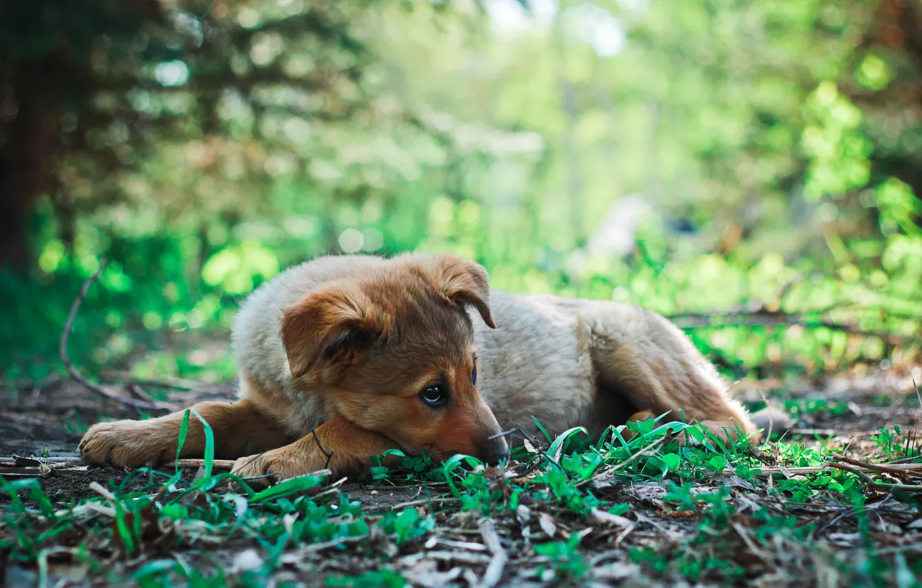 Фото обои трава, взгляд, зеленый, фото, друг, животное, милая, собака