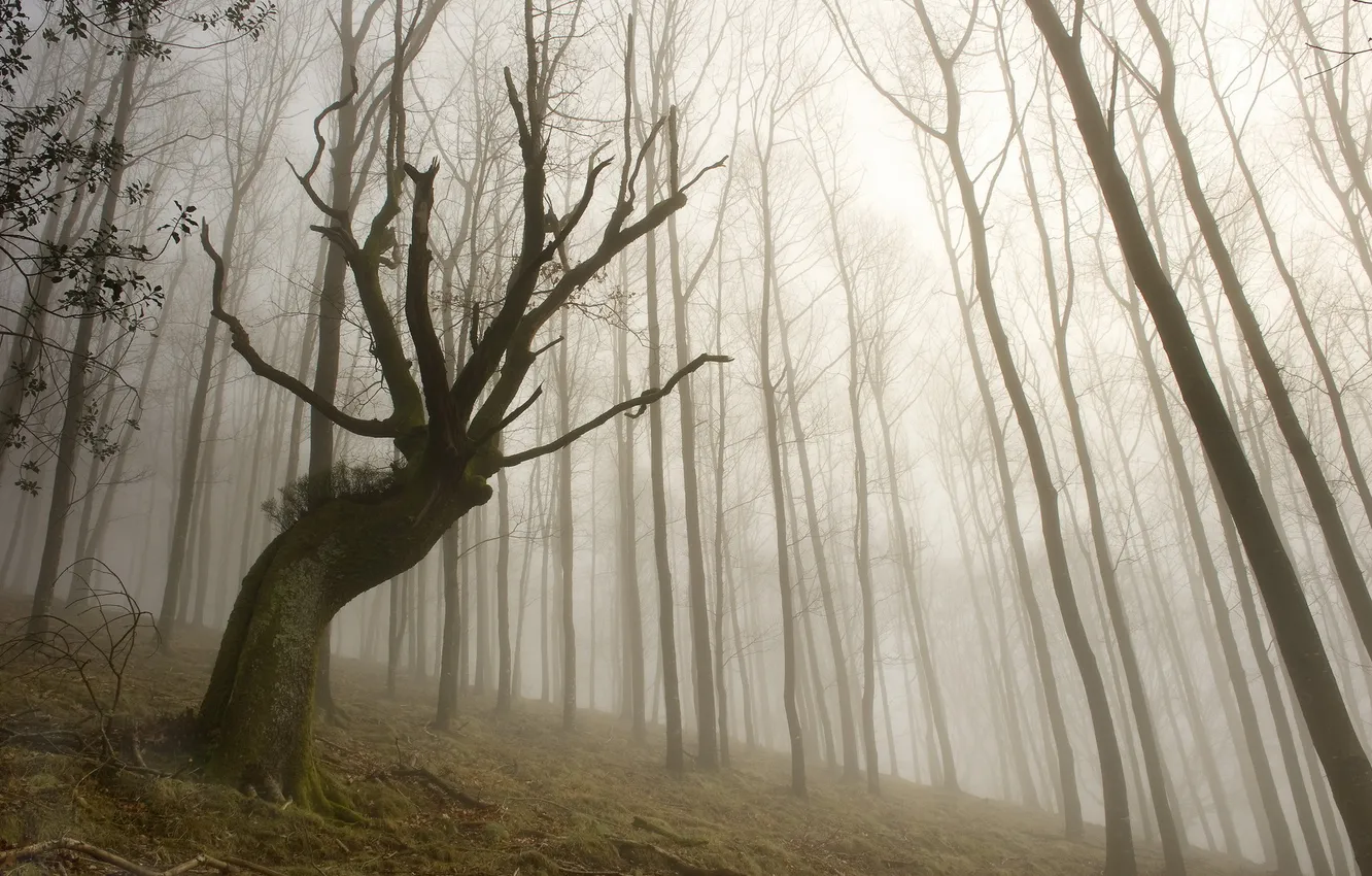 Фото обои деревья, пейзаж, туман