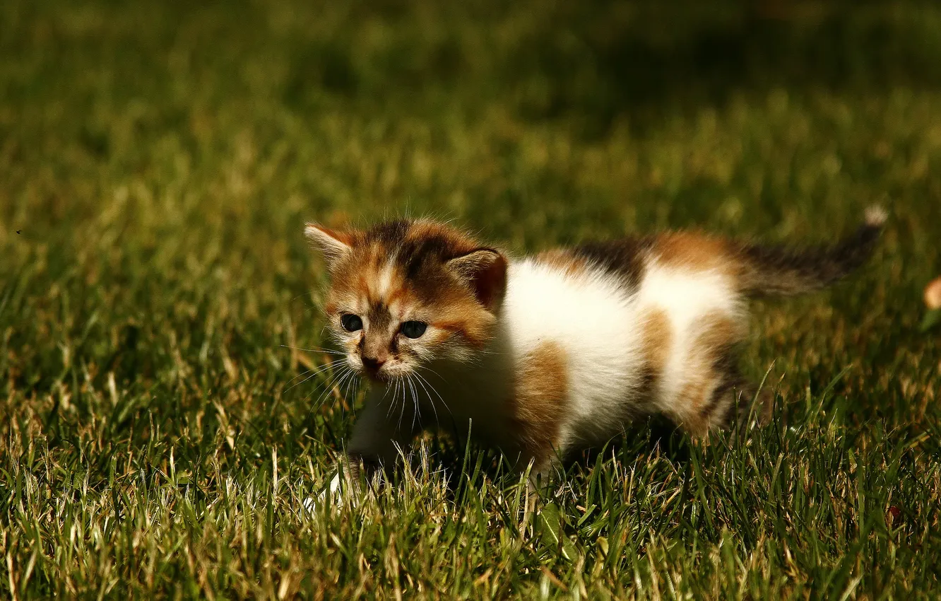 Фото обои трава, малыш, прогулка, котёнок