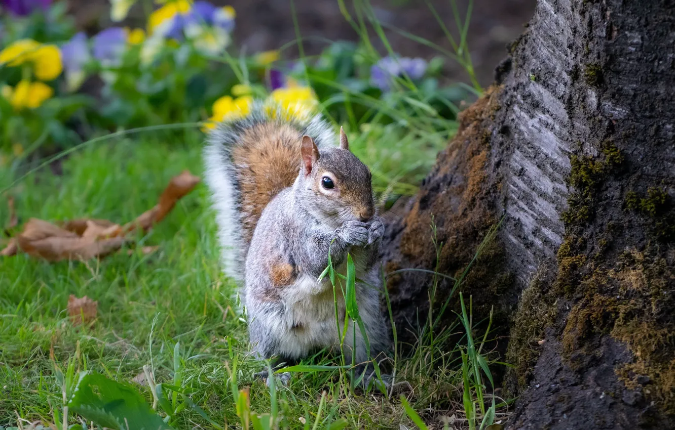 Сиди белок. Squirrel away.