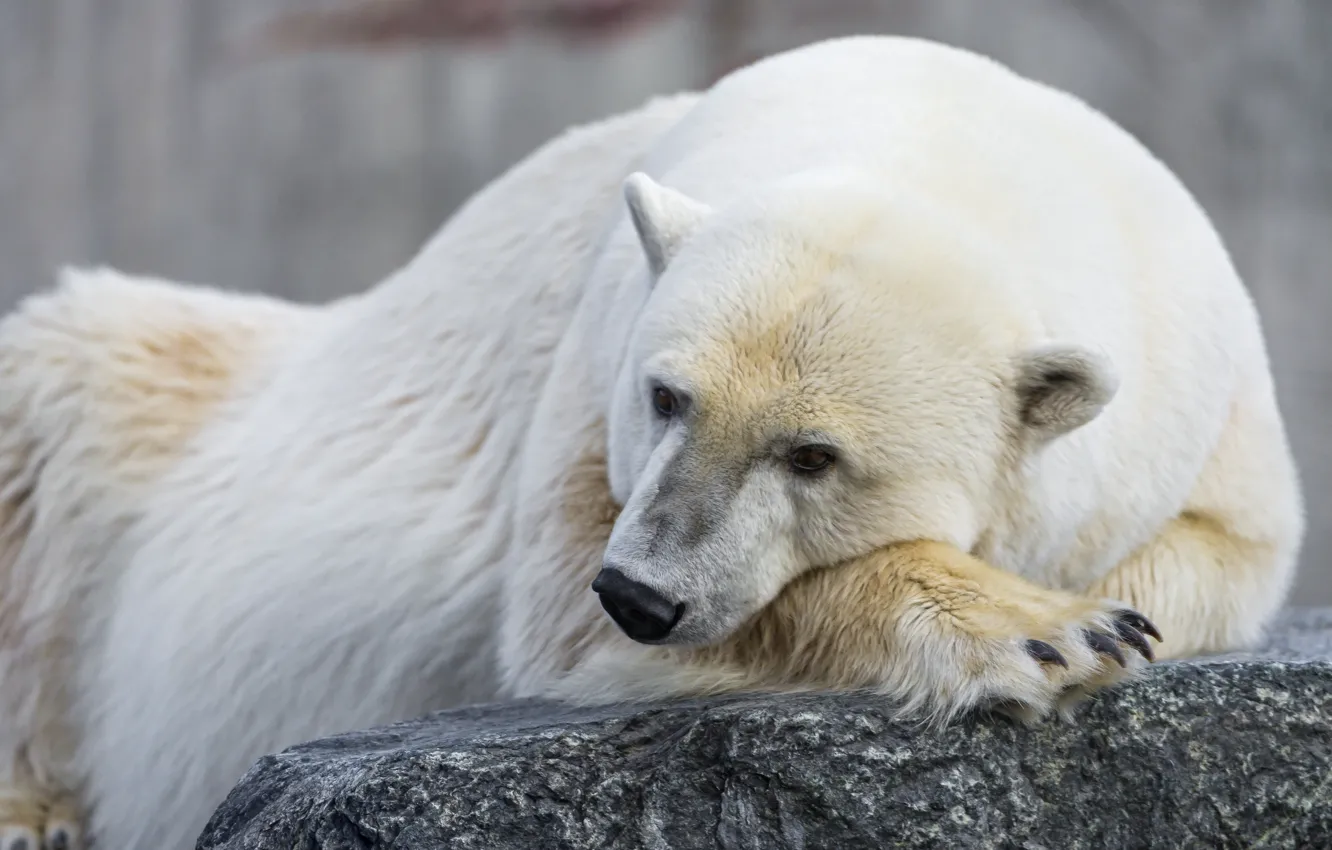Фото обои взгляд, камень, белый медведь, полярный, ©Tambako The Jaguar