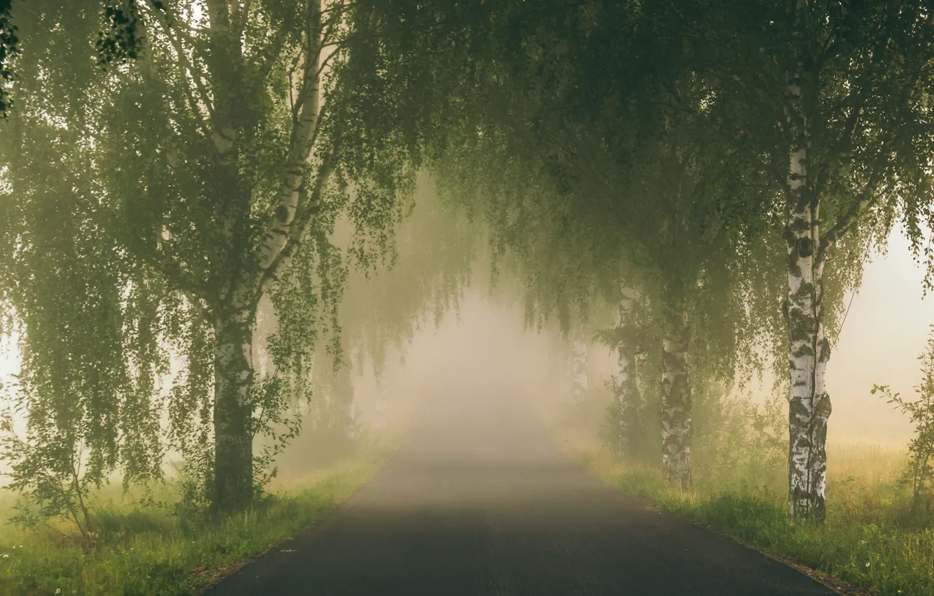 Фото обои дорога, туман, берёзы