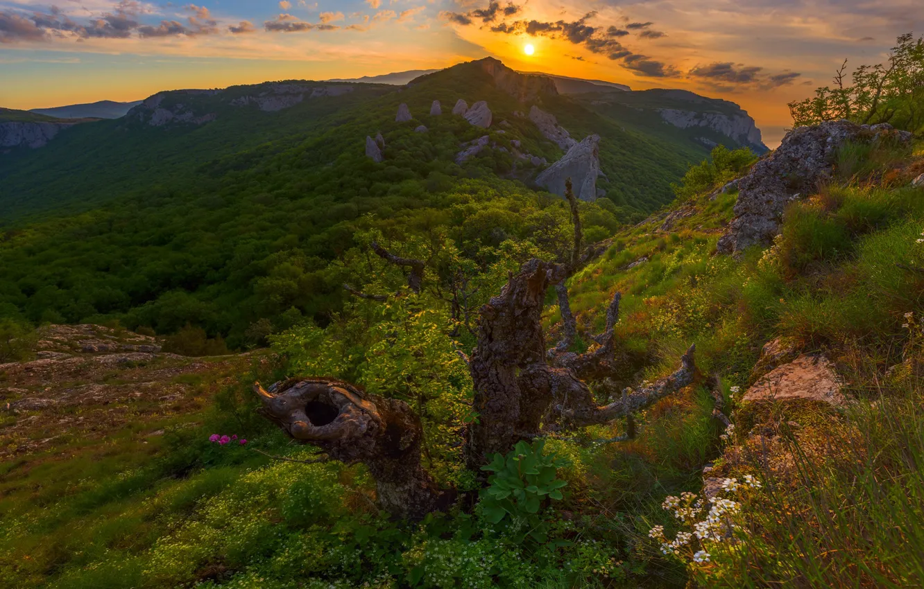 Фото обои лес, закат, горы, коряга, Россия, Крым, Крымские горы
