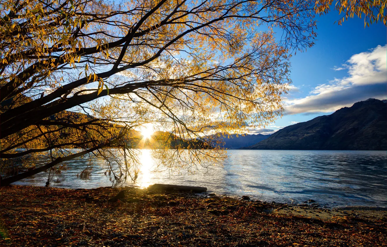 Фото обои осень, солнце, лучи, пейзаж, горы, ветки, природа, озеро