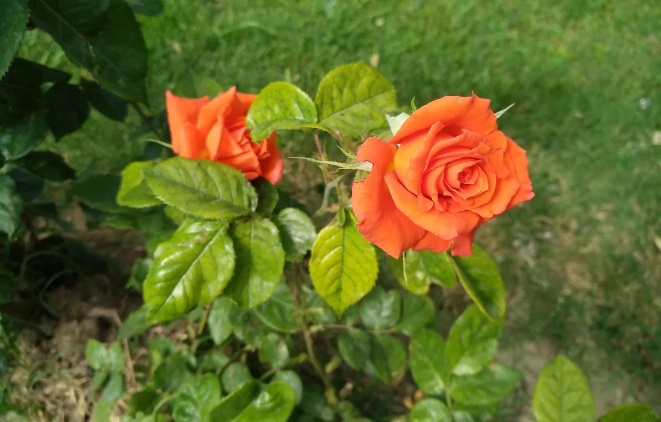 Фото обои Rose, Orange rose, Оранжевая роза