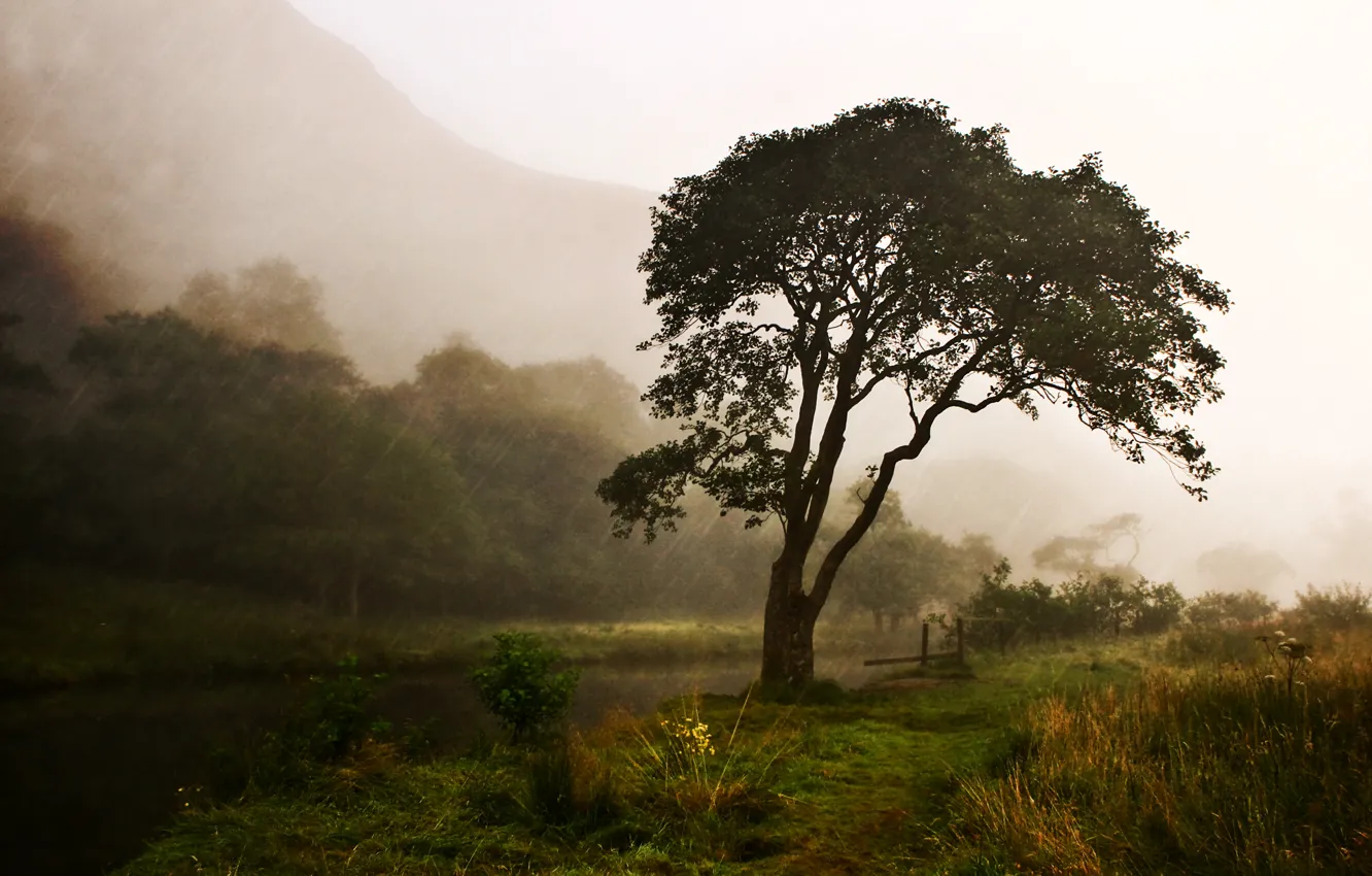 Фото обои природа, река, дождь, дерево
