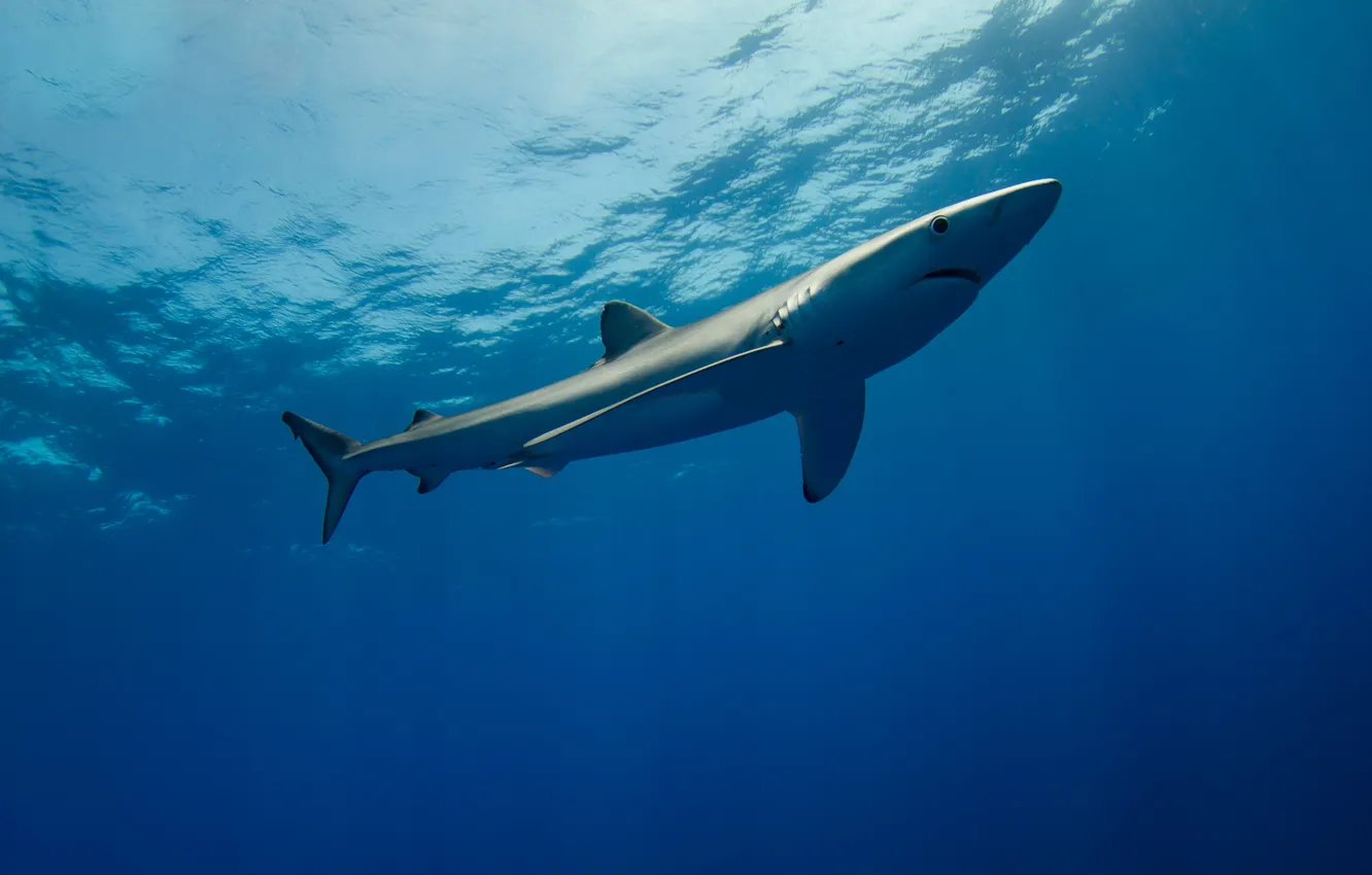 Фото обои shark, wild, wild animal, shark swimming