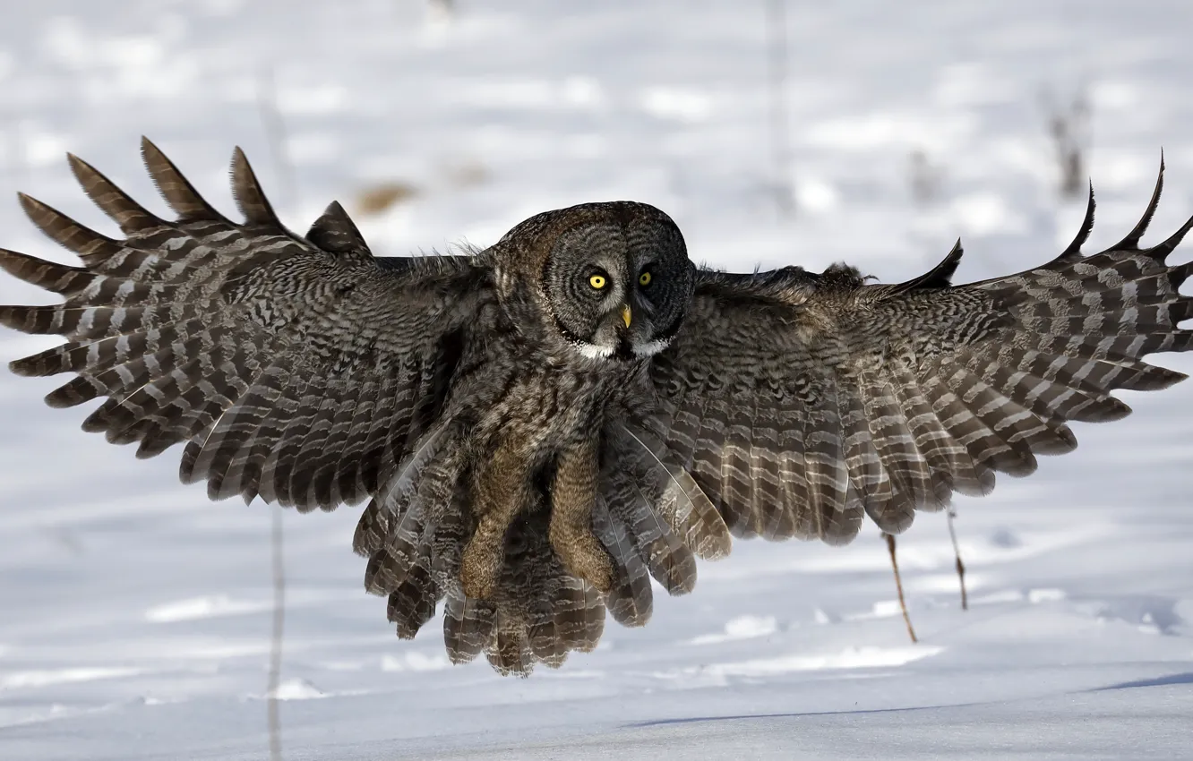 Фото обои снег, сова, крылья
