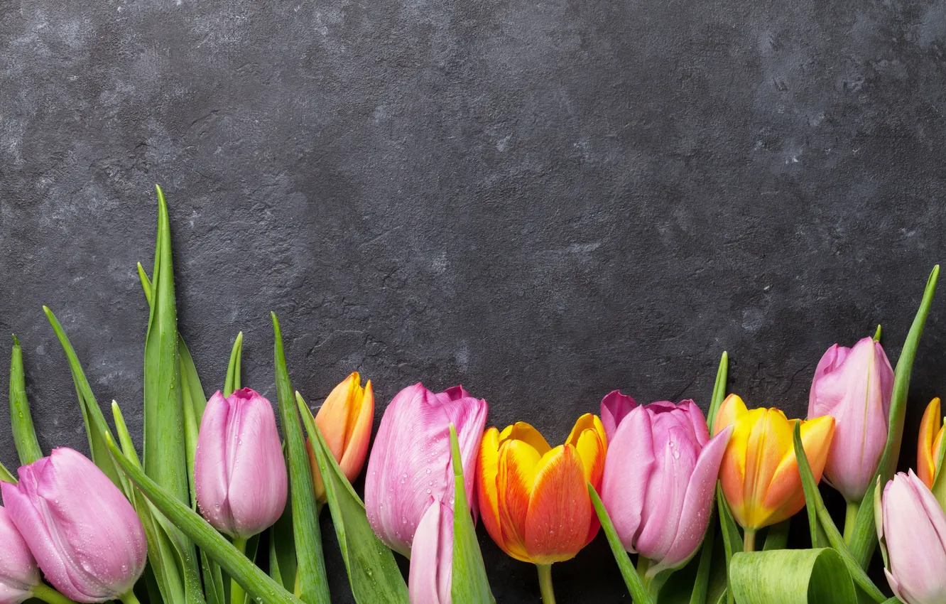 Фото обои цветы, букет, colorful, тюльпаны, pink, flowers, tulips, spring