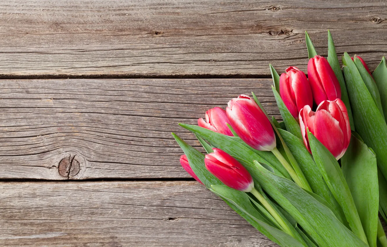 Фото обои цветы, букет, тюльпаны, красные, red, wood, flowers, tulips