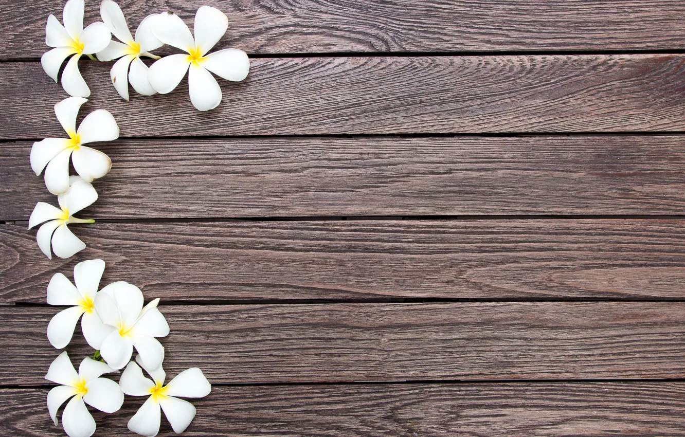 Фото обои цветы, white, wood, flowers, плюмерия, plumeria