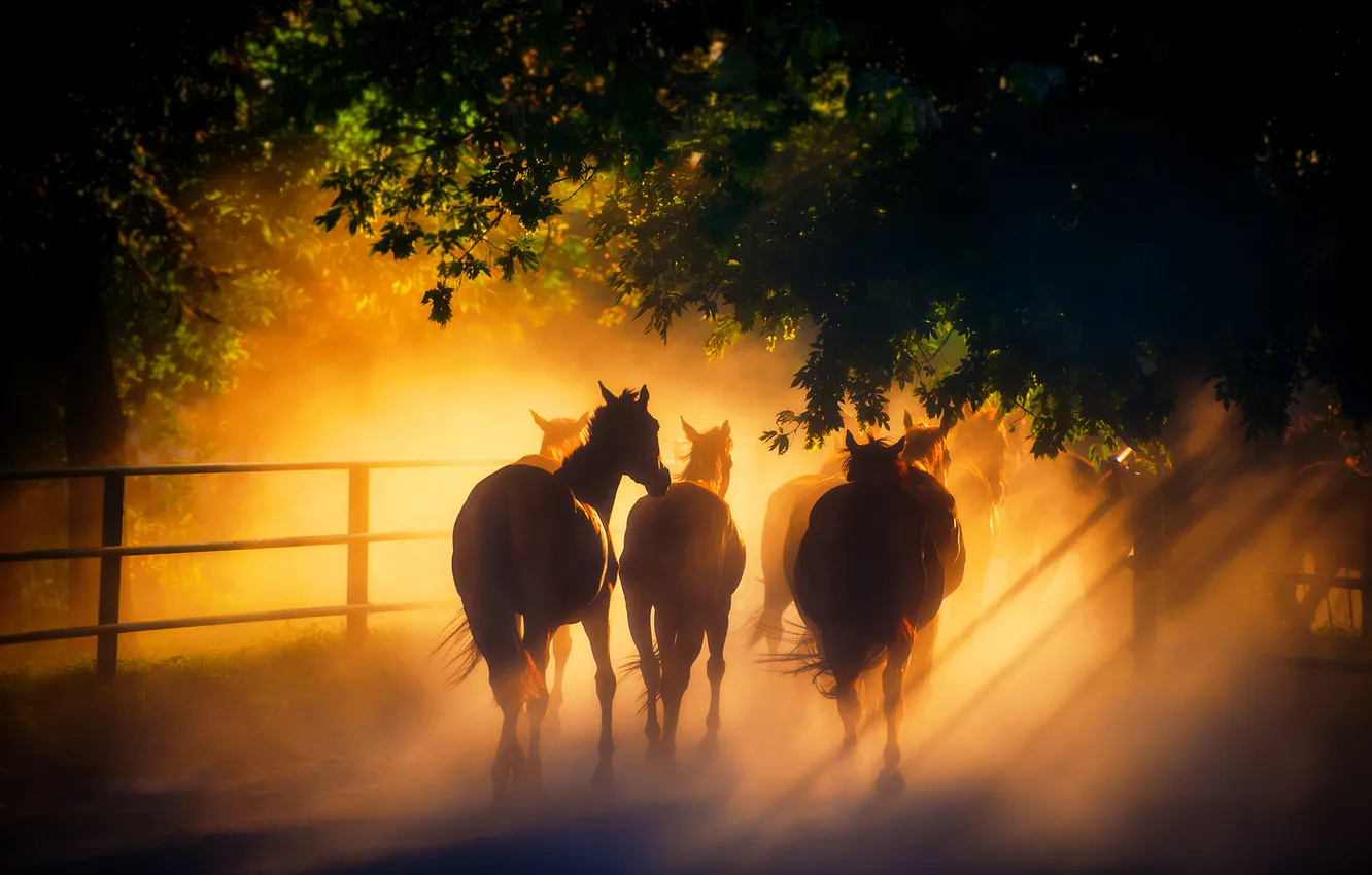 Фото обои свет, кони, лошади, табун, солнечный