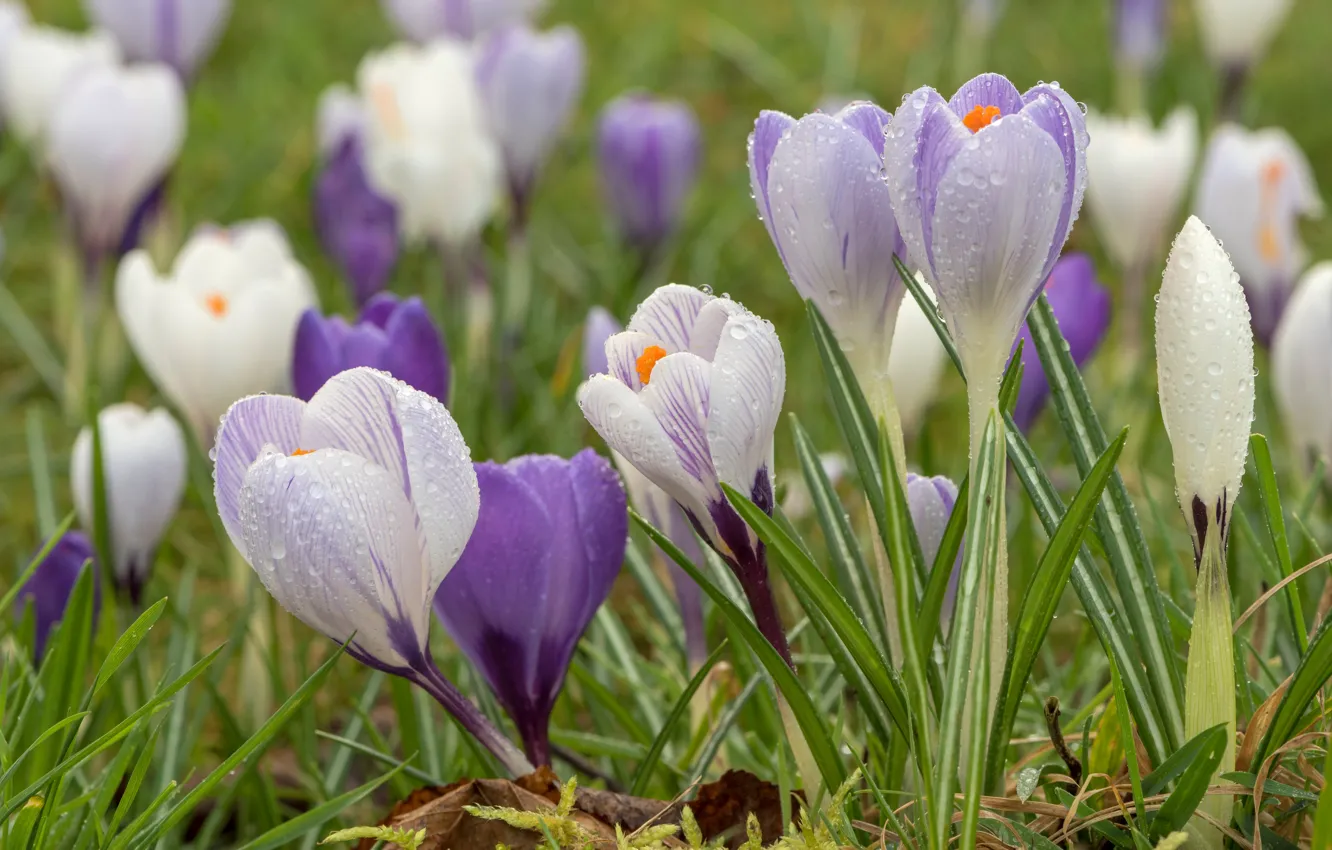 Фото обои капли, поляна, весна, крокусы