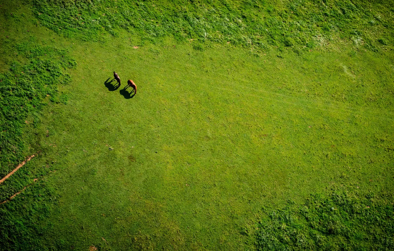 Фото обои поле, лошадь, луг, grass, horse, meadow