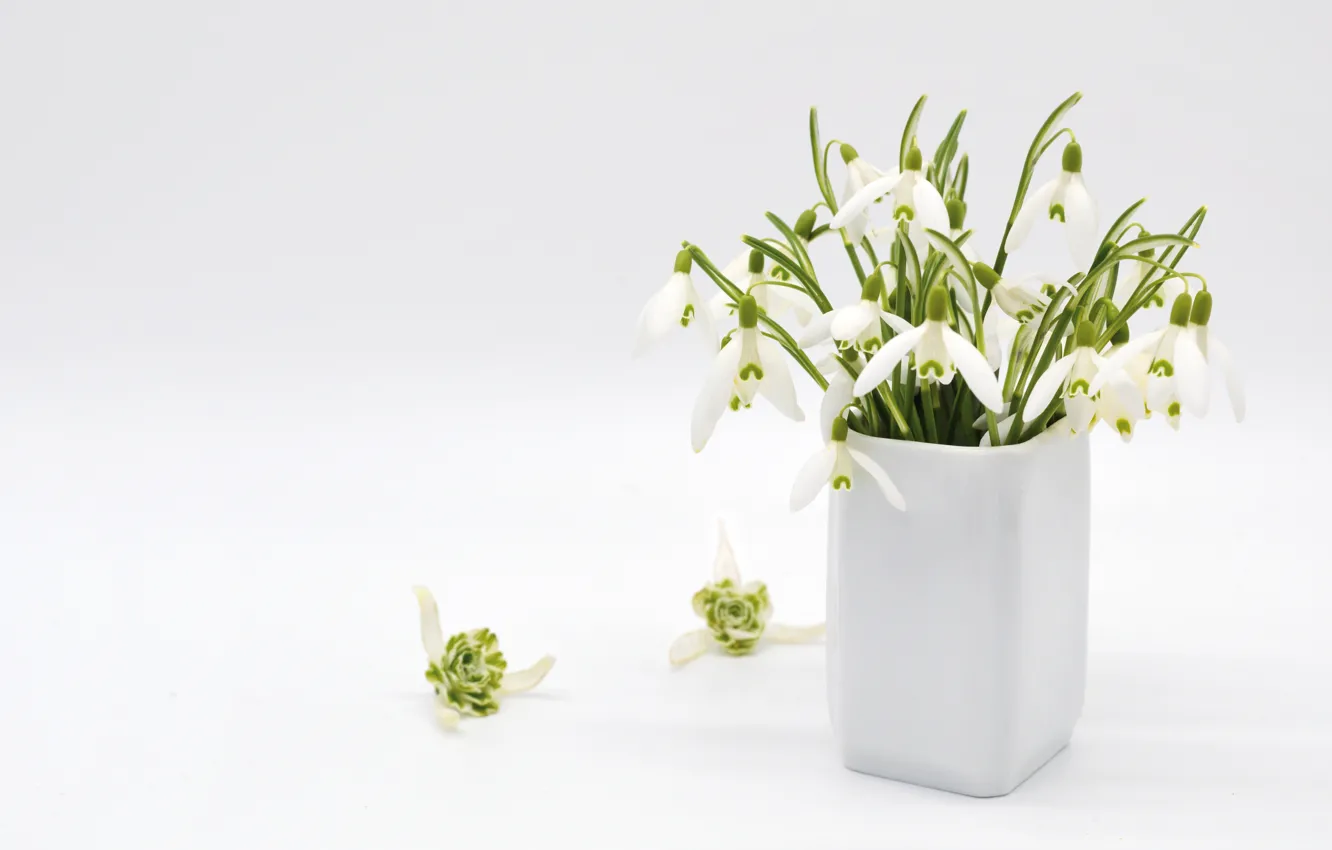 Фото обои цветы, букет, весна, подснежники, белый фон, ваза, белые, натюрморт