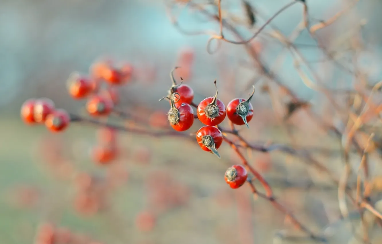 Фото обои осень, природа, ягоды, Шиповник