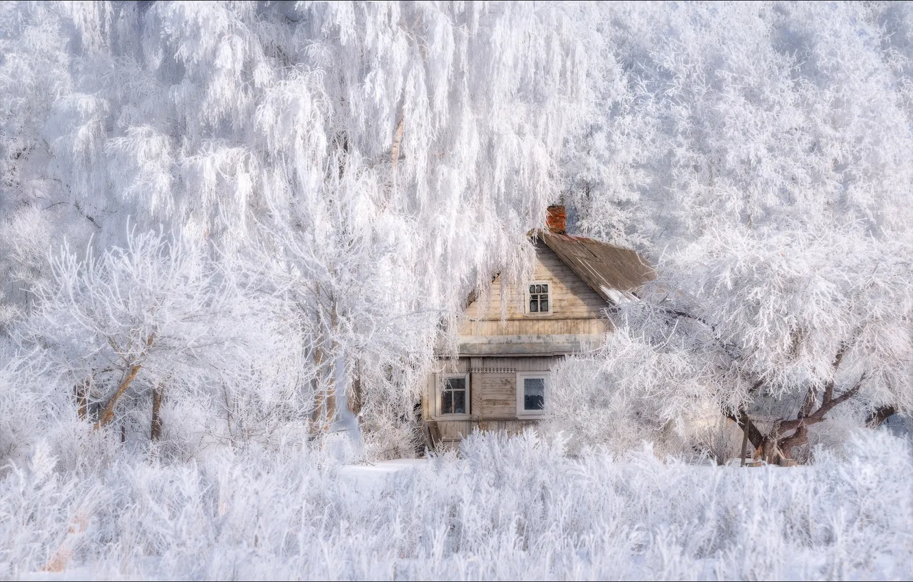 Фото обои зима, иней, лес, снег, природа, ветви, домик